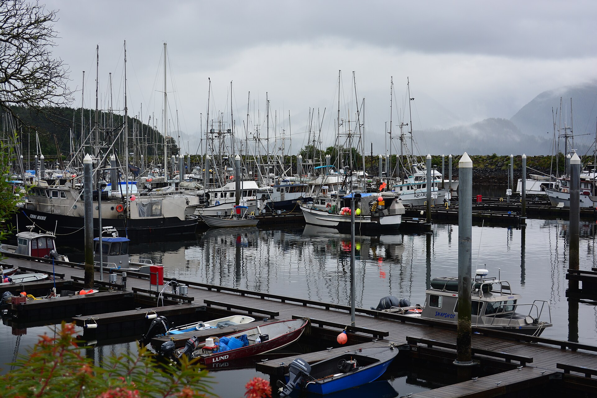 Sea otter floating on its back in Sitka Sound kelp beds