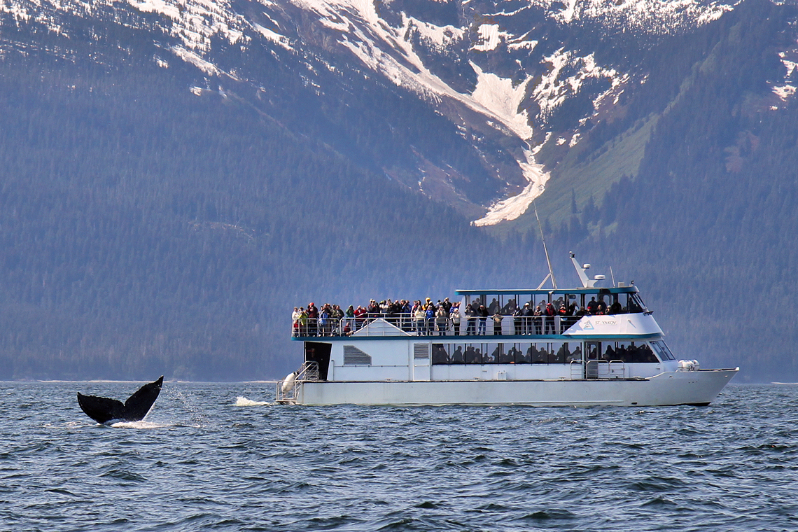 Alaska Whale Watching
